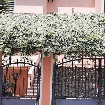Dodostella *